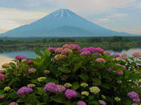 富士山と紫陽花